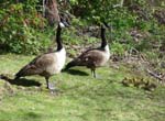 geese_goslings