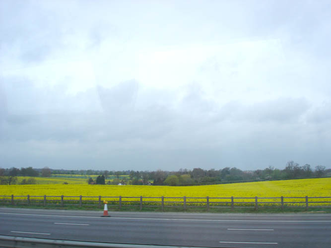 x_rapeseed_field_UK