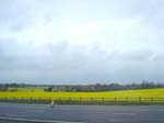 x_rapeseed_field_UK