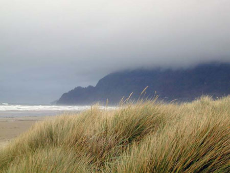 Manzanita dune grass