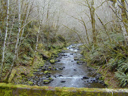 Upper Fork Cold Creek